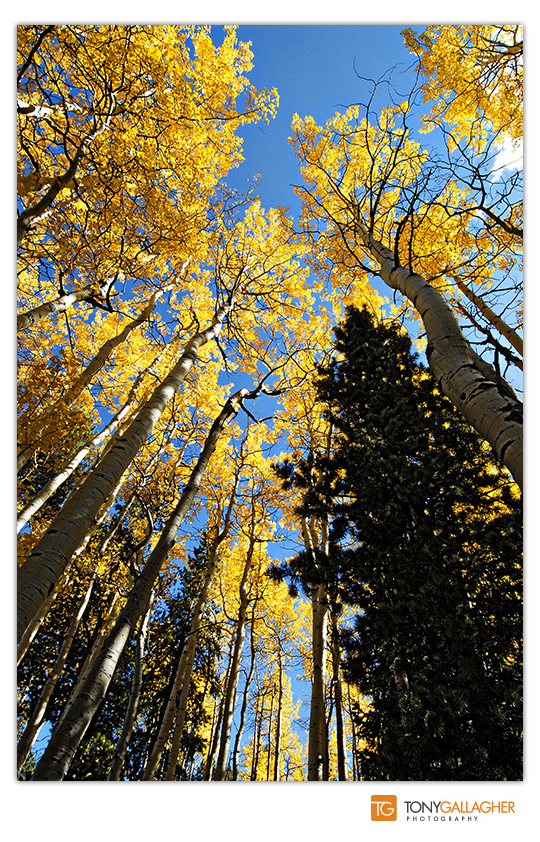 © Tony-gallagher-photography-colorado-fall-colors