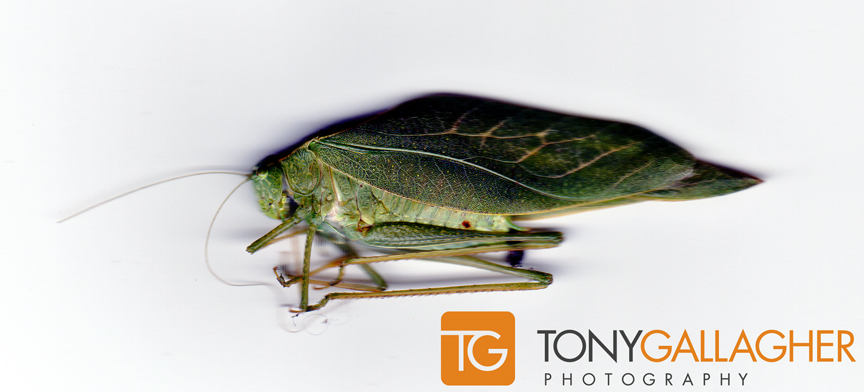 leaf-bug-tony-gallagher-photography-denver-colorado